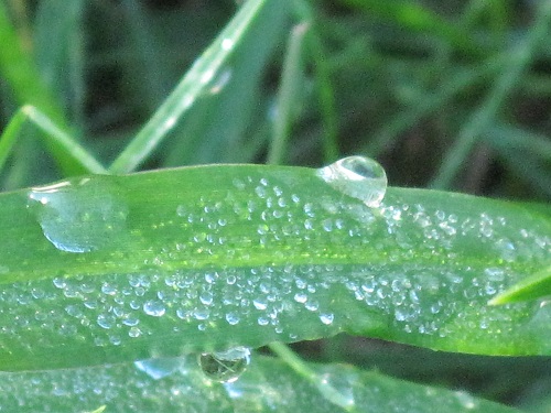 Close  Up view of Dew Drops 